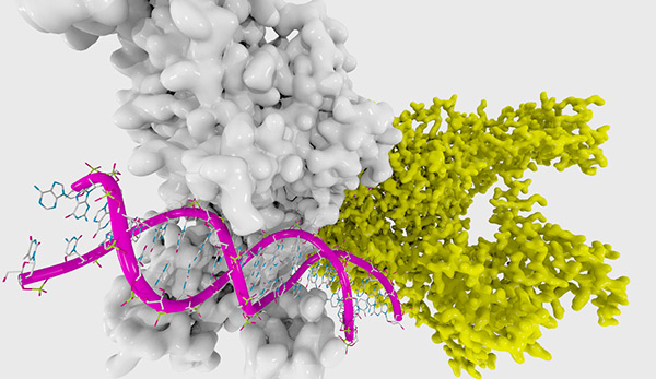 DNA methyltransferase 1, courtesy Enzymlogic/Flickr