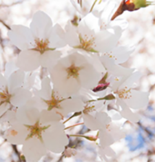 Photograph of cherry blossoms.