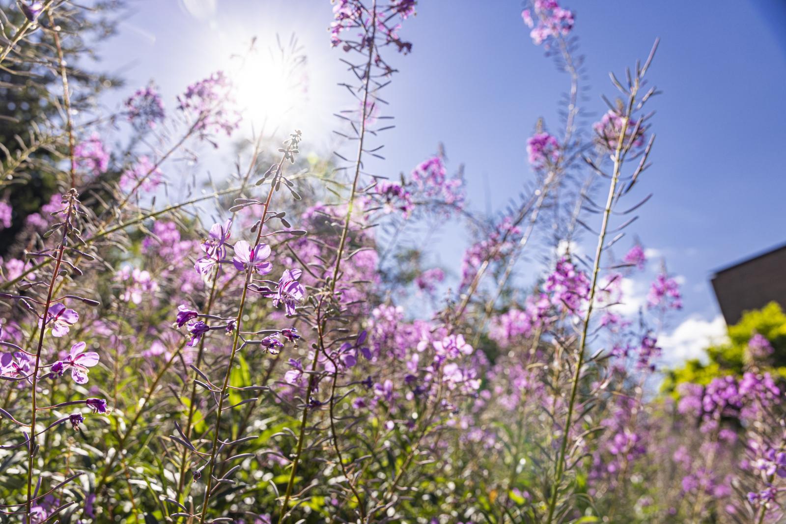 Fireweed plants
