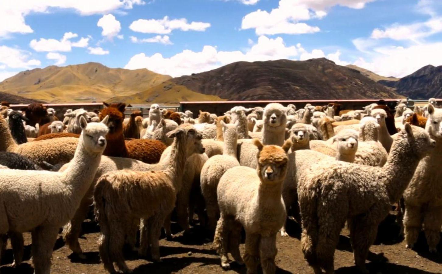 Alpaca herd associated with short film Entretejido