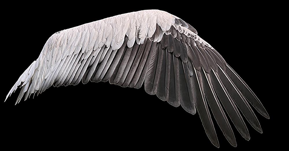 Image from Phillip Thurtle’s digital showcase Losing My Wings