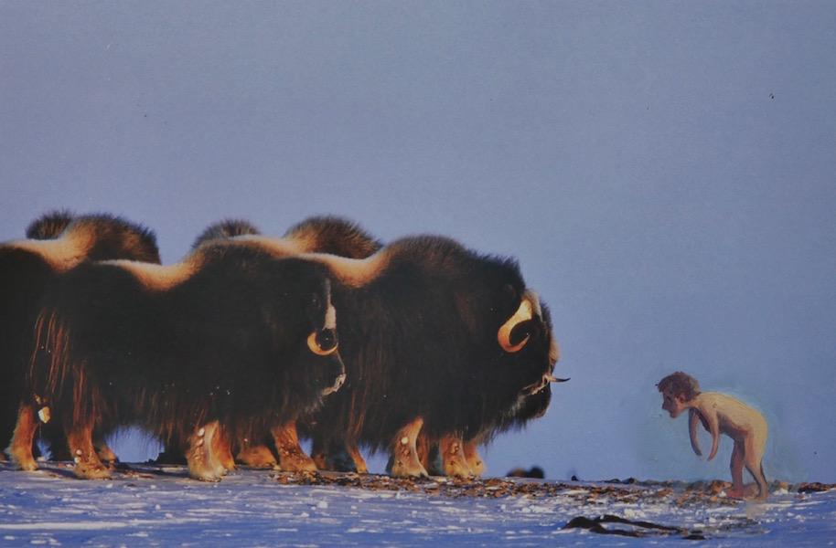 human greeting a herd of bison