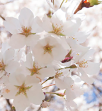 A close up image of cherry blossoms.