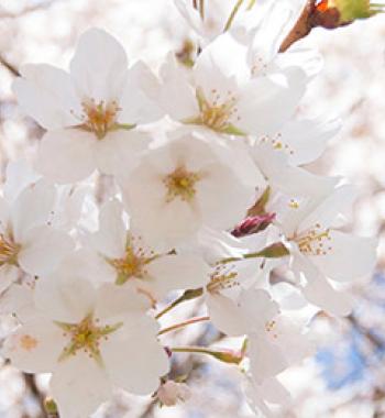 Close up of cherry blossoms.