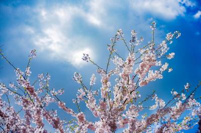 Cherry blossoms against a blue sky 