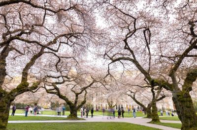 Cherry blossoms on the quad