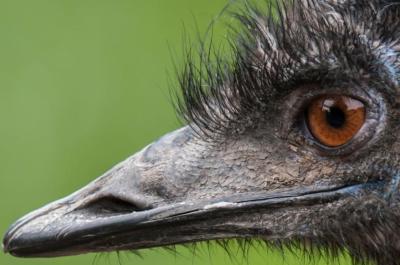 An emu's face against a green background