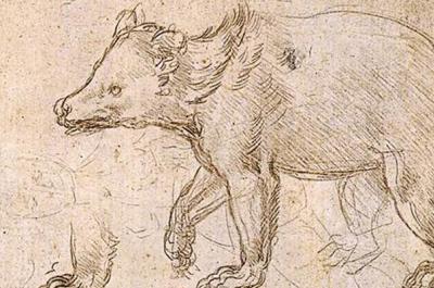 Drawing of a bear walking, from Leonardo da Vinci's "Studies of a Bear Walking"