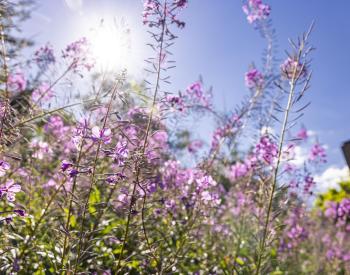 Fireweed plants