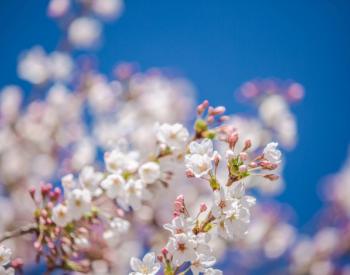 UW Campus Cherry Blossoms