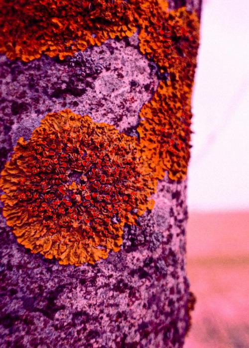 Close up of red moss growing on a purple tree.