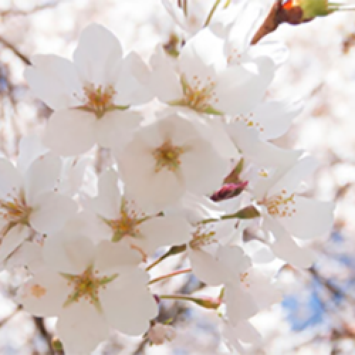Photograph of cherry blossoms.