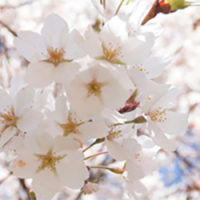 A close up image of cherry blossoms.