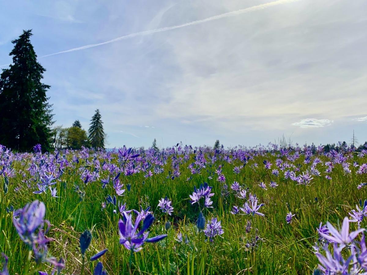 Photo of a camas prairie with purple flowers and tall green grass.