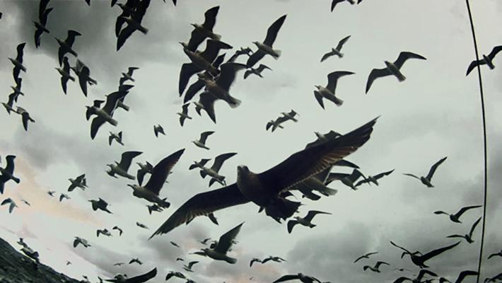 Still image from the film Leviathan in which seagulls fill the air.