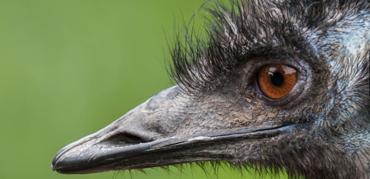 An emu's face against a green background