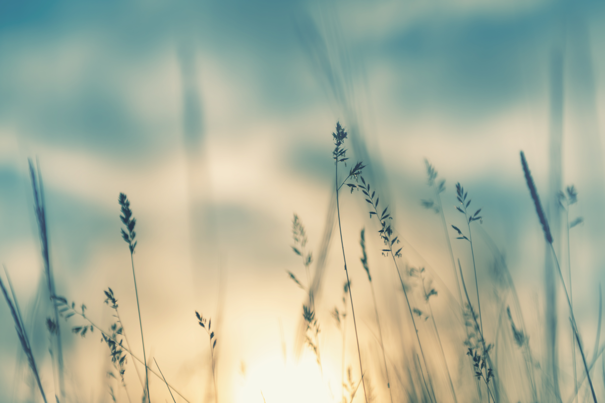 Wild grass against a blue sky