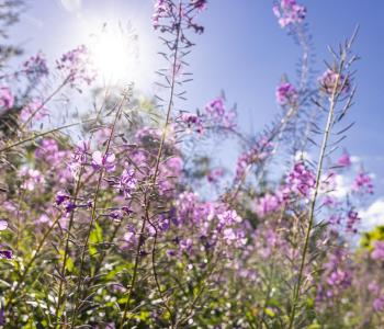 Fireweed plants