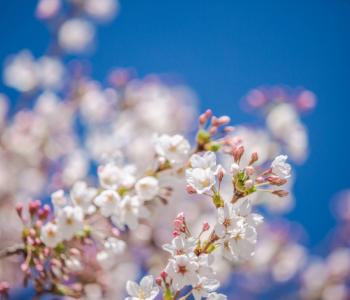 UW Campus Cherry Blossoms