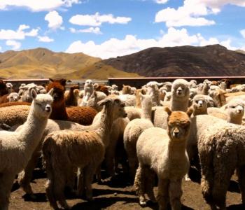 Alpaca herd associated with short film Entretejido
