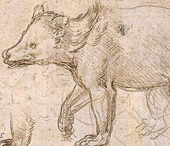 Drawing of a bear walking. From Leonardo da Vinci's "Studies of a Bear Walking."