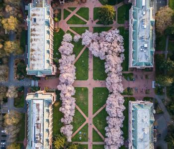 Aerial photograph of the Quad on the University of Washington campus consisting of four buildings arranged in a rectangle with cherry blossom trees in bloom among them.