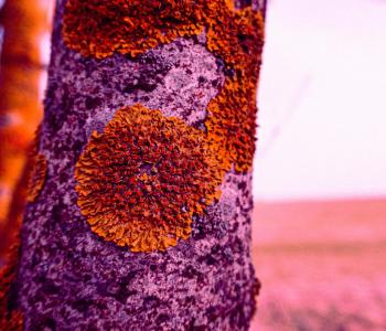 Close up of red moss growing on a purple tree.