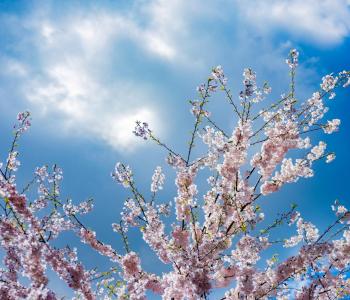 Cherry blossoms against a blue sky 