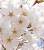 Photograph of cherry blossoms.